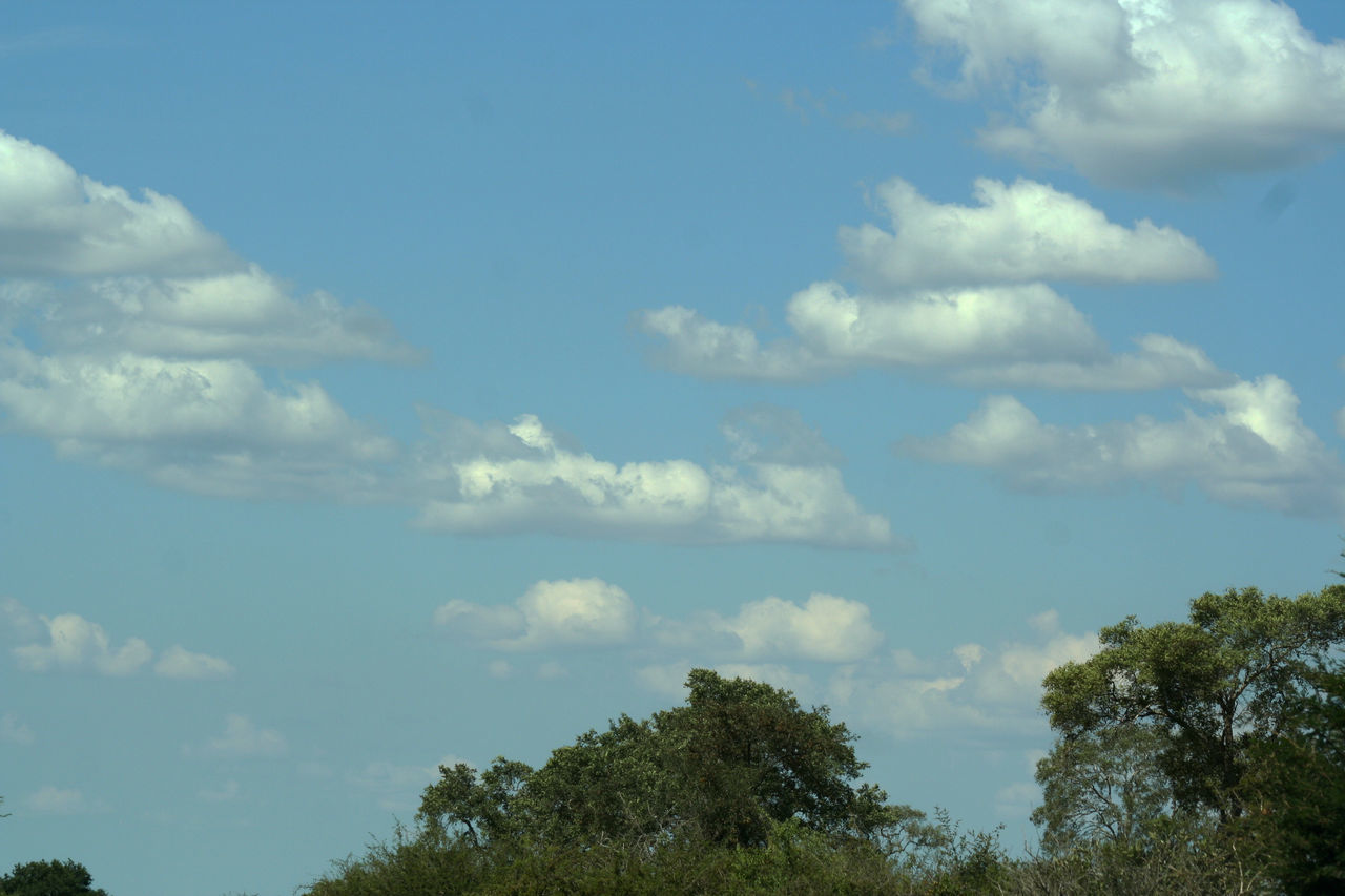 sky, tree, cloud, plant, nature, beauty in nature, no people, day, tranquility, environment, scenics - nature, outdoors, growth, tranquil scene, blue, low angle view, field, sunlight, horizon, hill, green, rural area, non-urban scene, grass, landscape, meadow