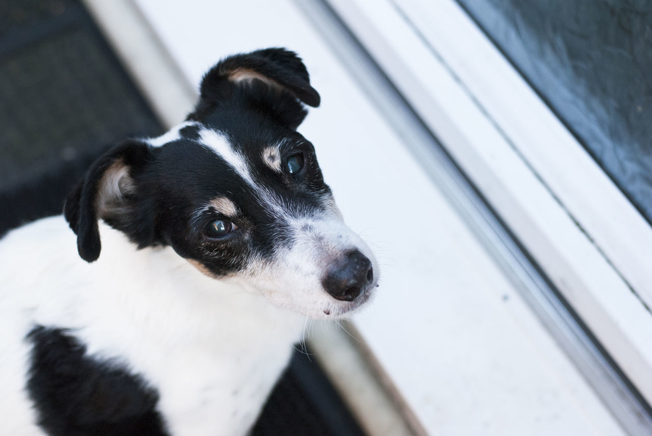 CLOSE-UP PORTRAIT OF DOG