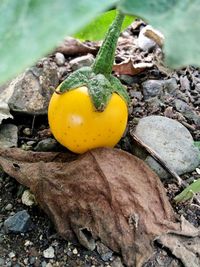 High angle view of fruit growing on tree