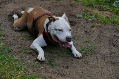 Portrait of dog relaxing on field