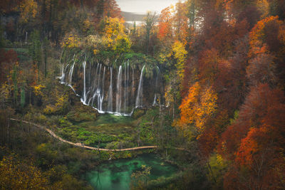 Scenic view of river amidst trees