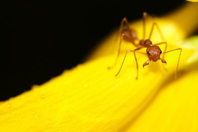 Close-up of insect on yellow flower over black background