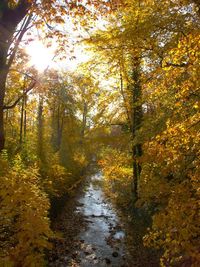 Sun shining through trees in forest