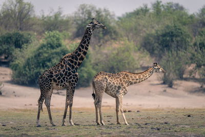 Giraffes on field