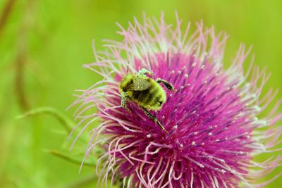 Close-up of insect pollinating on flowers