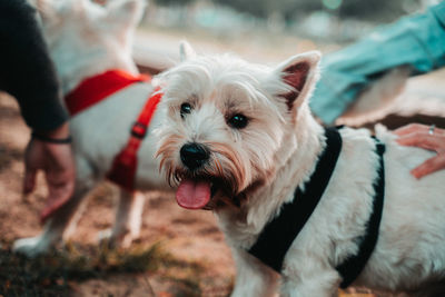 Happy west hightland white terrier