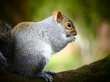 Close-up of squirrel
