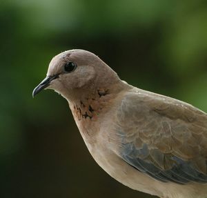 Close-up of a bird