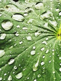 Full frame shot of raindrops on leaf