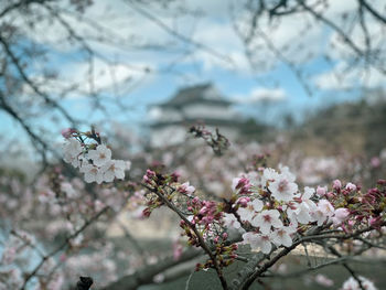 Close-up of pink cherry blossoms in spring