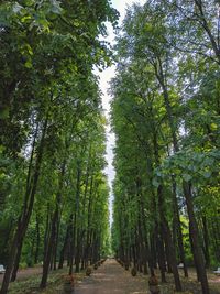 Footpath amidst trees in forest