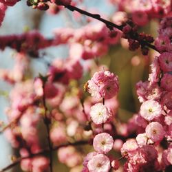 Close-up of pink cherry blossom