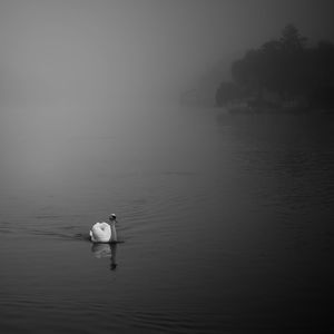 Ducks swimming in lake
