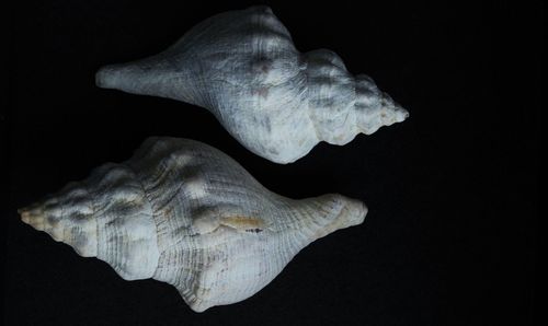 Close-up of seashell