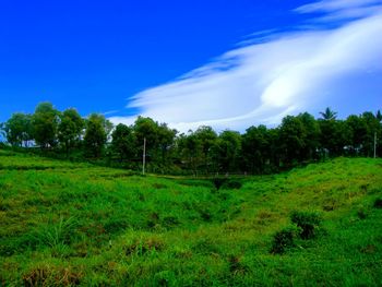 Trees on field against sky