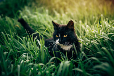 Portrait of cat on grass