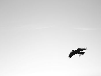 Bird flying over the background