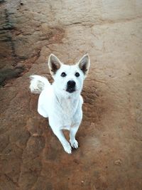 High angle portrait of dog standing on floor