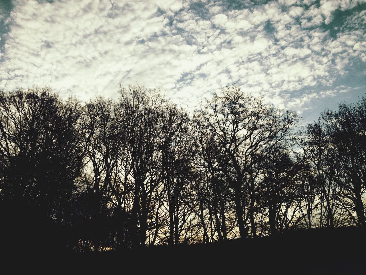 tree, silhouette, sky, tranquility, cloud - sky, low angle view, beauty in nature, tranquil scene, nature, growth, scenics, cloudy, cloud, branch, sunset, outdoors, no people, idyllic, dusk, non-urban scene