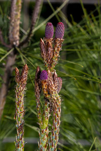 Close-up of purple flowering plant