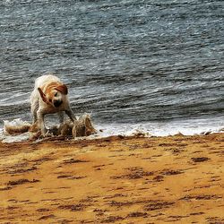 Dog standing on beach