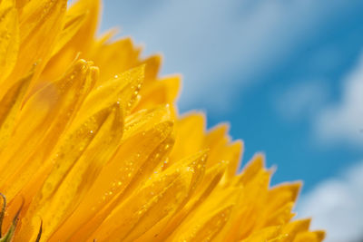 Close-up of raindrops on yellow flower