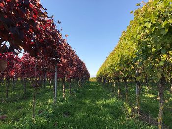 Low angle view of trees against clear sky