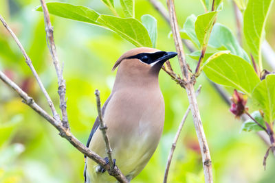 Close-up of cedar waxwing perching on branch