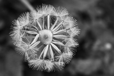 Close-up of dandelion on plant