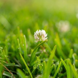 Close-up of white flower blooming on field