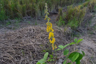 Close-up of yellow flower on field