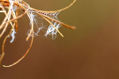 Close-up of spider web on plant