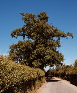 Road amidst trees against clear blue sky