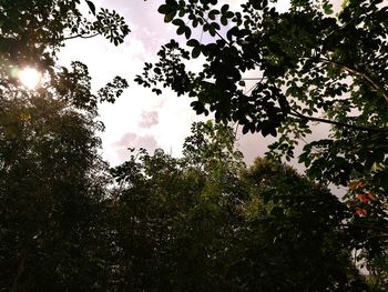 Low angle view of trees against sky