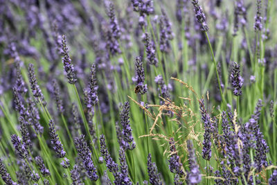 Close-up of purple flowering plants on field