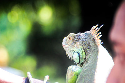 Close-up of bird perching on leaf