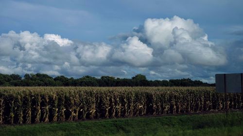 Scenic view of agricultural field against sky