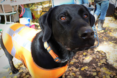 Portrait of black dog standing outdoors