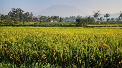 Plants growing on landscape