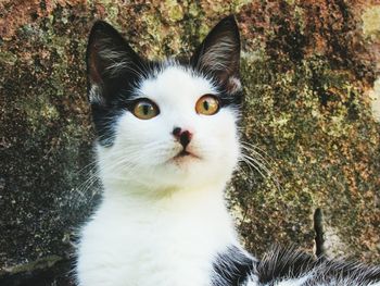 Close-up portrait of a cat