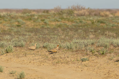 View of birds on land