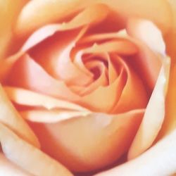 Close-up of rose