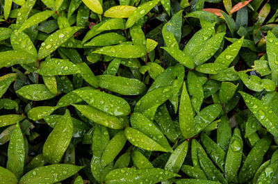 Full frame shot of wet leaves