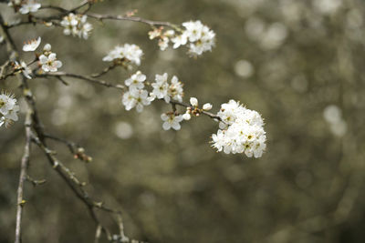 Close-up of white cherry blossoms in spring