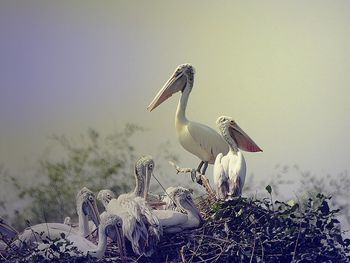 Pelicans on plants against sky