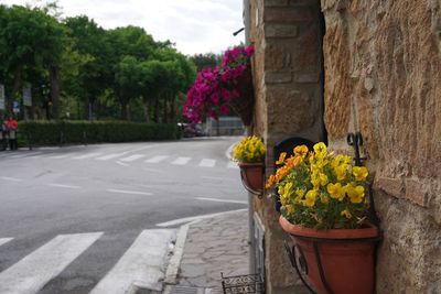 Close-up of potted plant on street