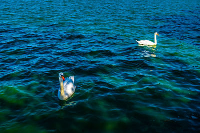 High angle view of man swimming in sea