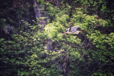 Bird flying over a forest