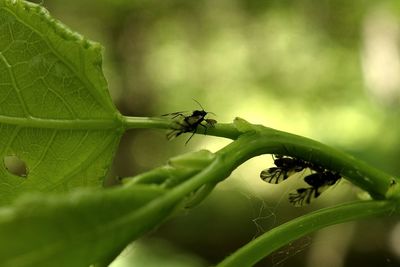 Close-up of insect on plant