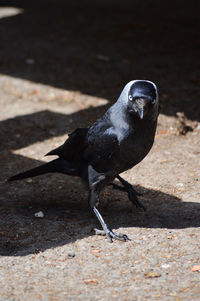 Close-up of bird perching
